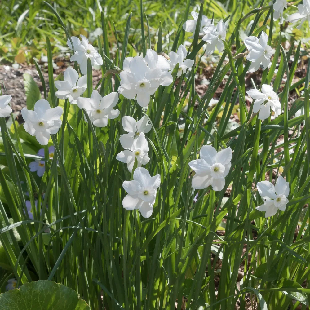 5 Mini-narcisses Princess Zaide Narcissus 'princess zaide'