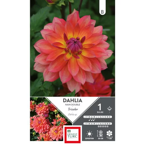 Dahlia décoratif rose/ jaune/ violet Ernest Turc tricolore - 1 bulbe