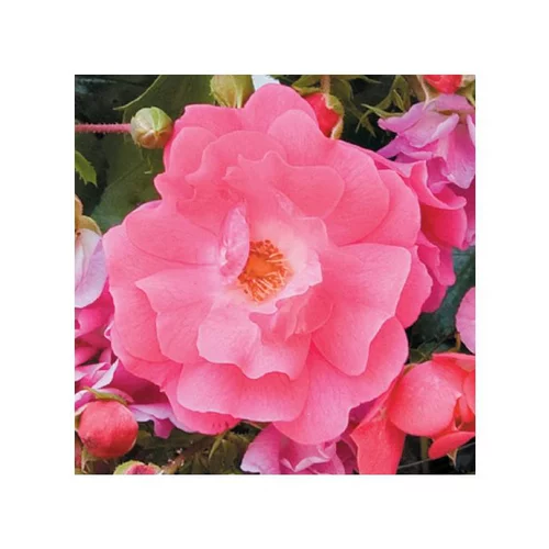 Rosier Emera® à fleurs roses. Le pot de 5 litres