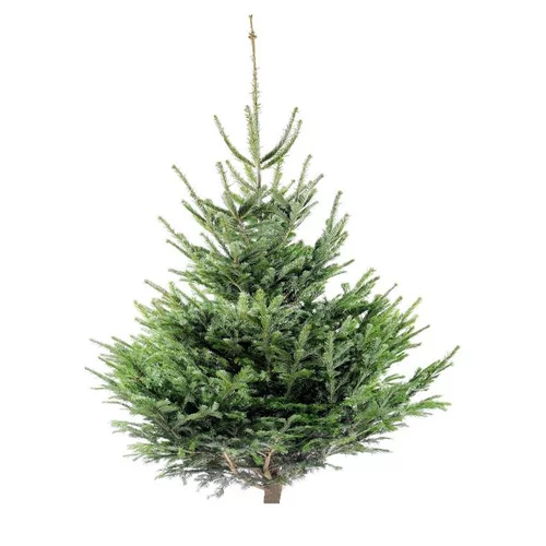 Sapin de Noël naturel coupé Nordmann - de 100 à 150 cm