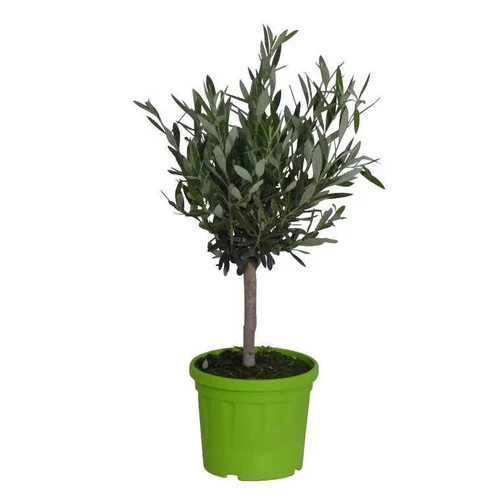 Olivier Olea Europaea – Pot de 3L