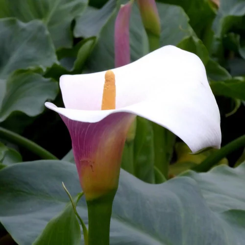 Arum Flamingo. Le pot de 4,5 litres