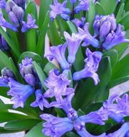 Jacinthe Multiflore - La coupe de 15 cm