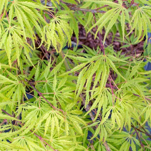 Erable du Japon rouge palissé sur structure métallique prêt à poser. Le pot de 18 litres