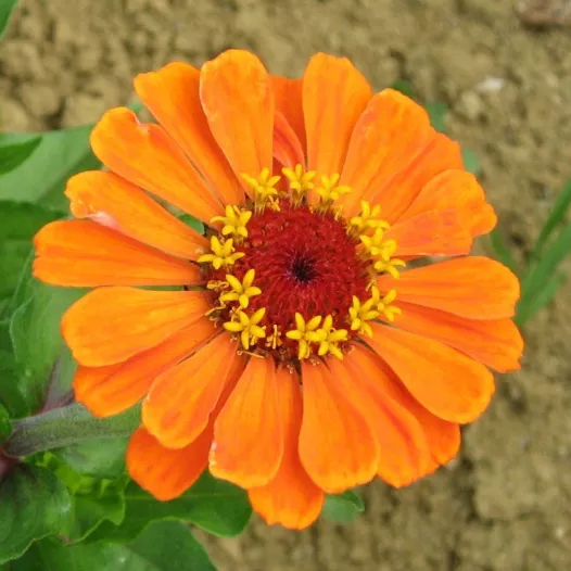 Zinnia à grandes fleurs | Semences de fleurs bio et reproductibles