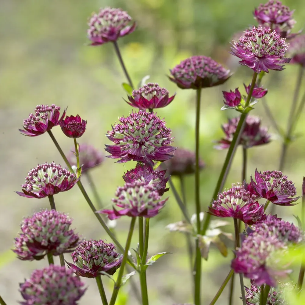 Grande astrance Moulin Rouge Astrantia major Moulin Rouge