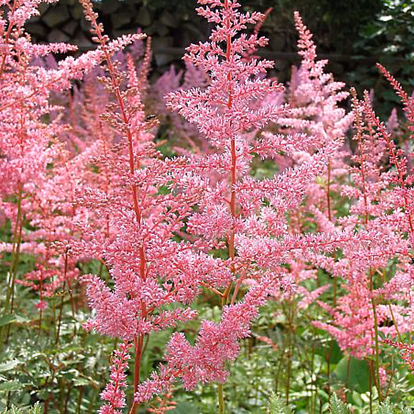 6 x Astilbe d'Arends 'Cattleya' – Astilbe arendsii 'Cattleya', godet 9cm x 9cm