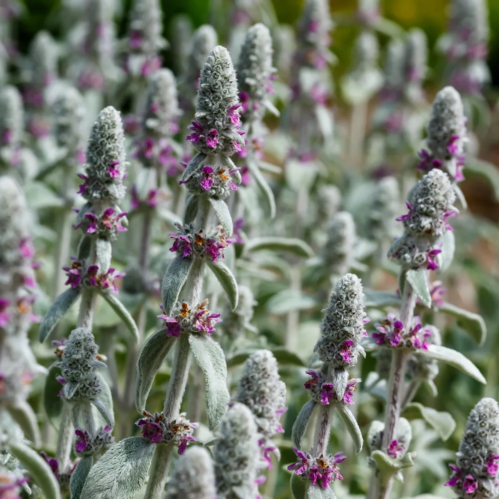 Oreille de Lapin Silver Carpet - Epiaire de byzance Stachys byzantina silver carpet