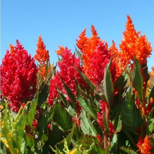 Célosie (Celosia) à fleurs multicolores - Le pack de 4 plants