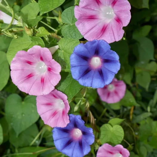 Ipomée en mélange | Graines bio et reproductibles de fleurs