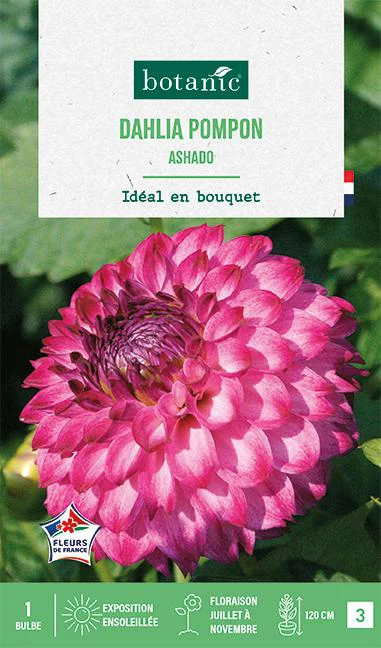 Bulbe de fleurs Dalhia pompon Ashado botanic® - 1 bulbe