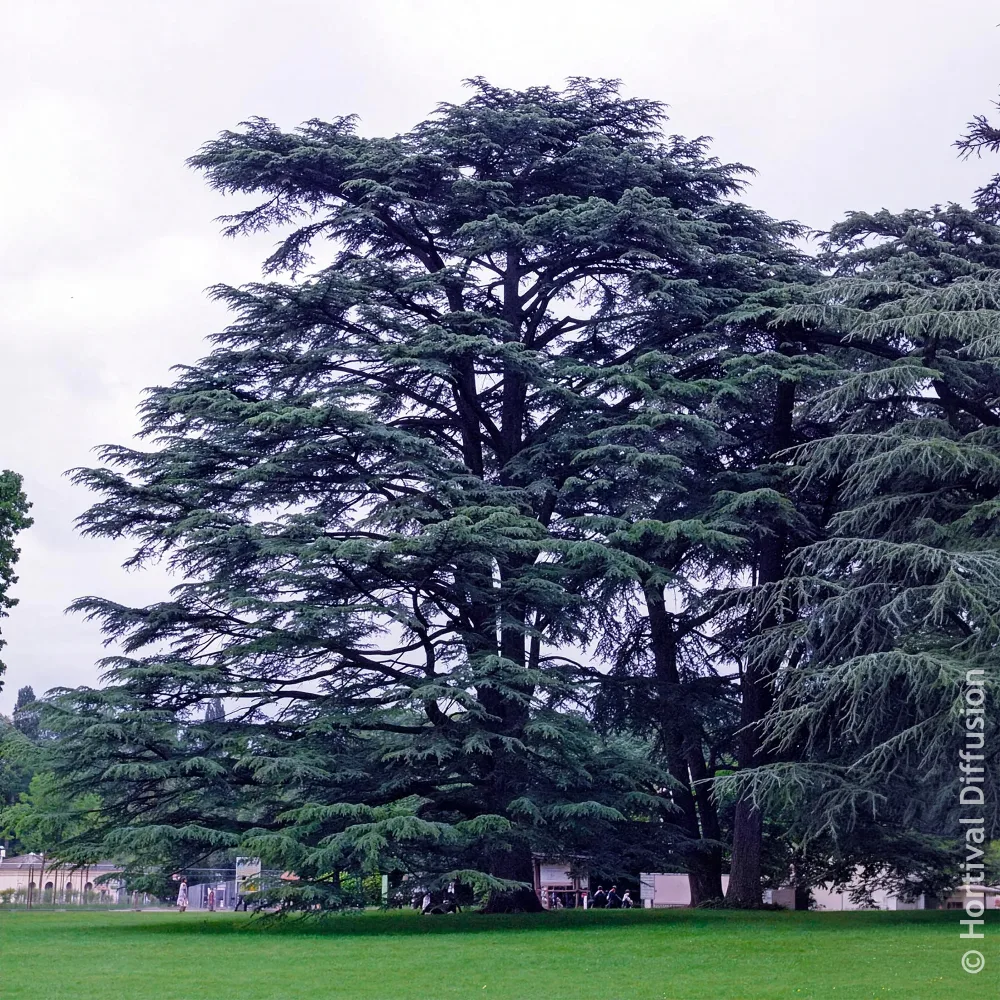 Cèdre du Liban Cedrus libani