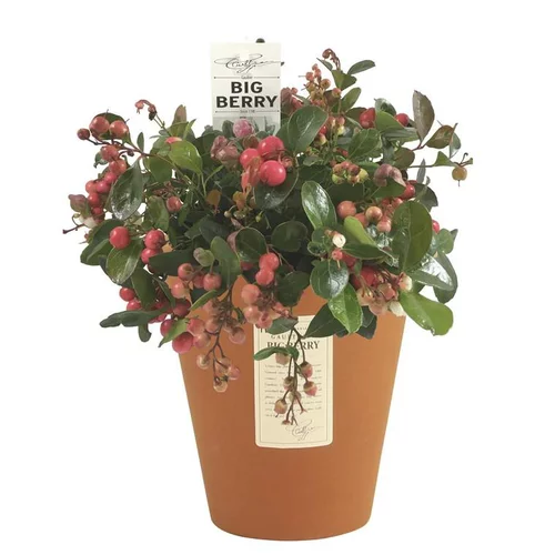 Gaulthéria à baies rouges. Le pot de 16 cm