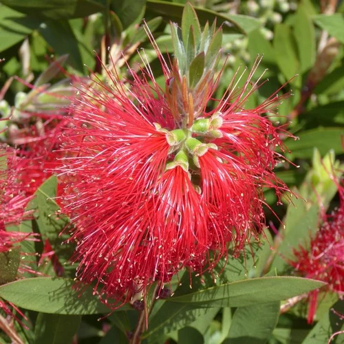 Callistemon Laevis – Pot de 2,5L