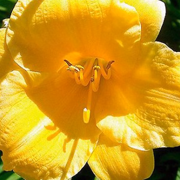6 x Hémérocalle 'Stella de Oro' – Hemerocallis 'Stella De Oro', godet 9cm x 9cm