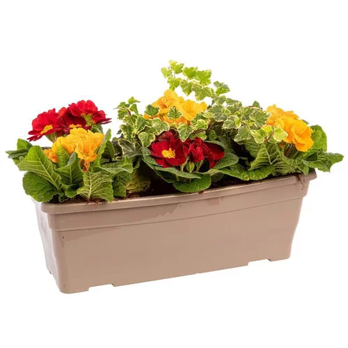 Jardinière printanière de Primevère et Lierre à fleurs multicolores - La jardinière de 40 cm