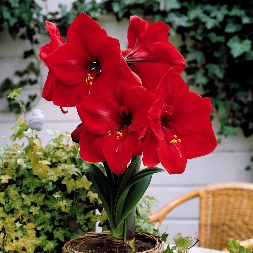 Amaryllis naine Valencia Amaryllis valencia