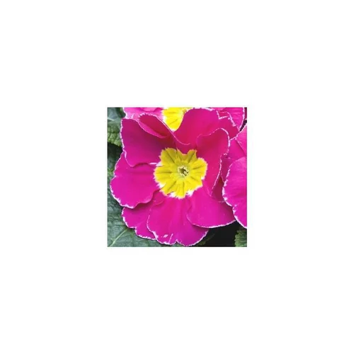 Primula Acaulis - La jardinière de 30 cm