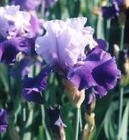 Iris des Jardins - Le pot de 1 litre