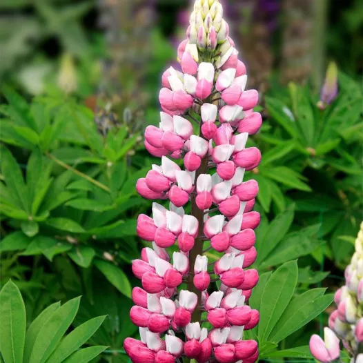 Lupin en mélange | Fleurs bio et reproductibles