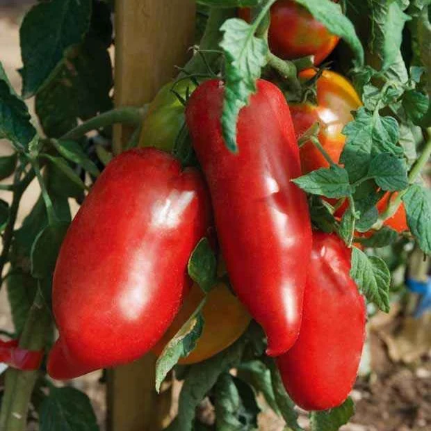 3 Plants de Tomate Andine cornue Solanum lycopercicum andine cornue