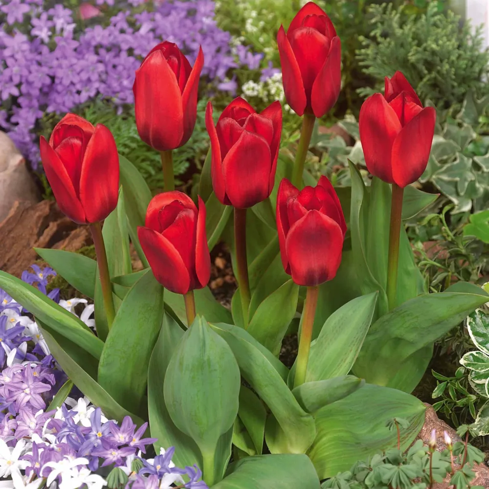 10 Tulipes Showwinner Tulipa kaufmanniana showwinner