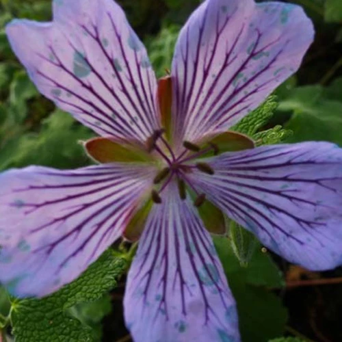 Géranium vivace Zetterlund Geranium renardii zetterlund