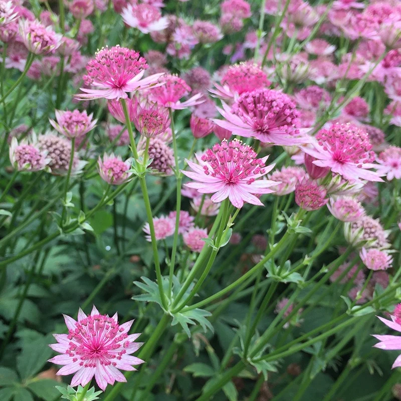 6 Astrances Rosea et Purple Joyce en mélange Astrantia major rosea, purple joyce