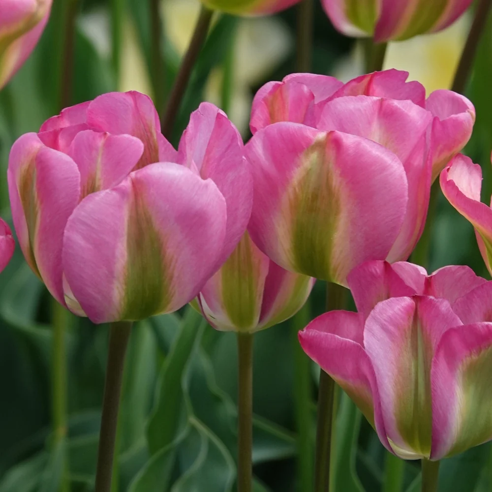 7 Tulipes Viridiflora Groenland Tulipa 'groenland'