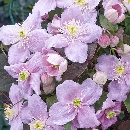 CLEMATITE MONTANA MAYLEEN. Le pot de 3 litres