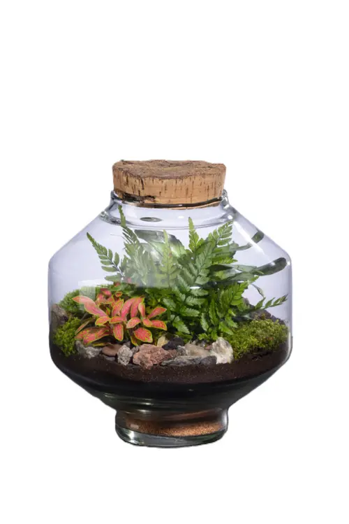 Terrarium autonome Solu M botanic® - Ø 10,3-17 x 20 cm