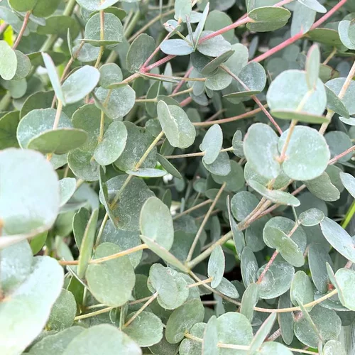 Eucalyptus Gunnii Azura bleu. Le pot de 7 litres, 7080 cm