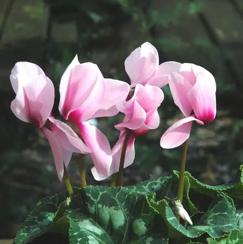 Mini Cyclamen. Le pot de 9 cm