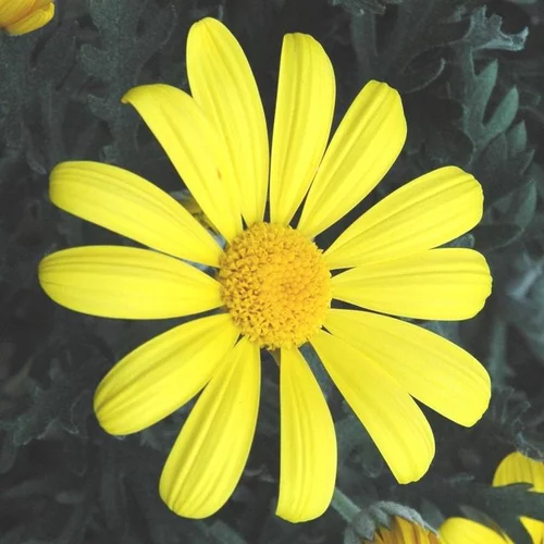 Euryops Pectinatus Touffe - Le pot de 25 cm