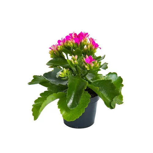 Kalanchoé Calandiva à fleurs doubles plante baby en pot Ø 6 cm