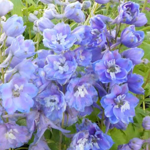 Delphinium géants Cameliard Delphinium ( pacific giant group ) camelliard