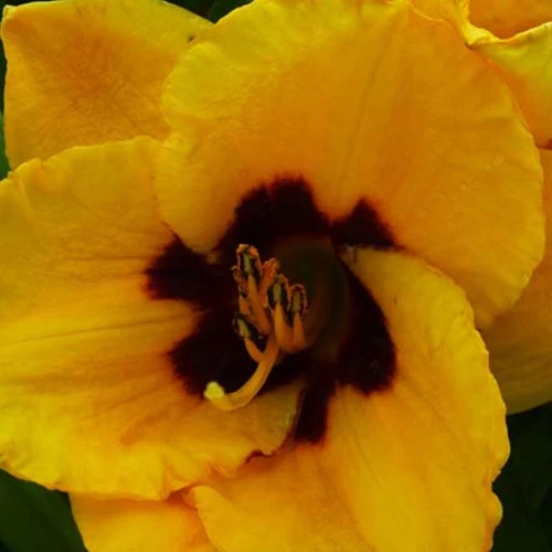 Hémérocalle Blackberry Candy Hemerocallis blackberry candy