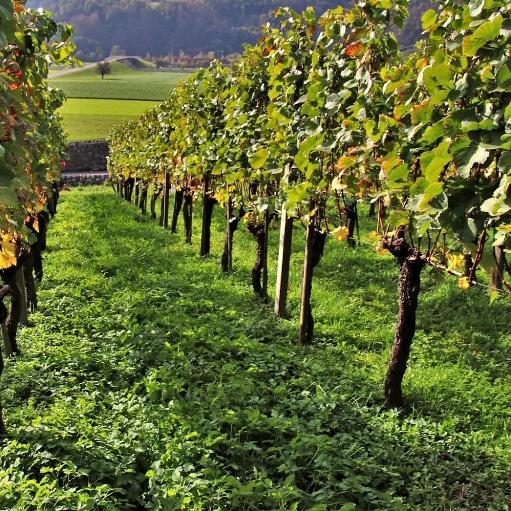 Collection de 3 Viticoles : Vitis vinifera Pinot, Merlot, Chardonnay Vitis vinifera Pinot, Merlot, Chardonnay