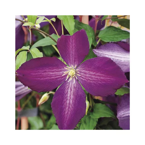 CLEMATITE JACKMANII PURPUREA ®. Le pot de 3 litres