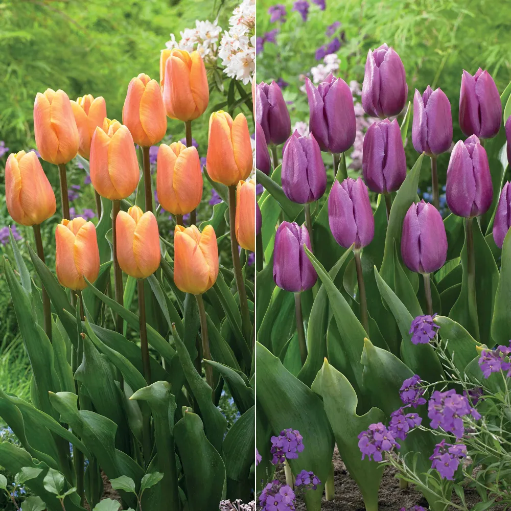 Collection de 20 Tulipes triomphe Bellville et Blue Beauty Tulipa triompe Bellville, Blue Beauty