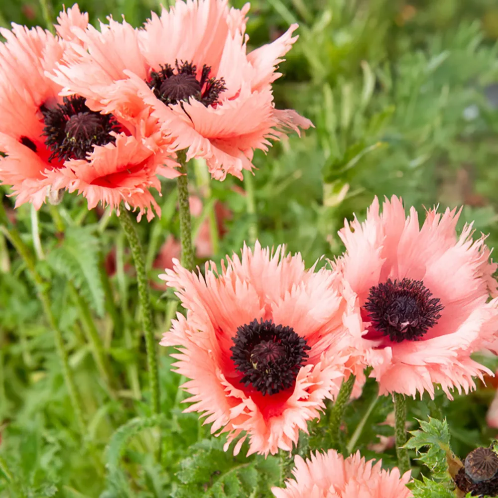Pavot d'Orient Forncett Summer Papaver orientale Forncett Summer