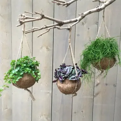 Kokodama en fibre de coco. La suspension de Ø 15 X H 25 cm