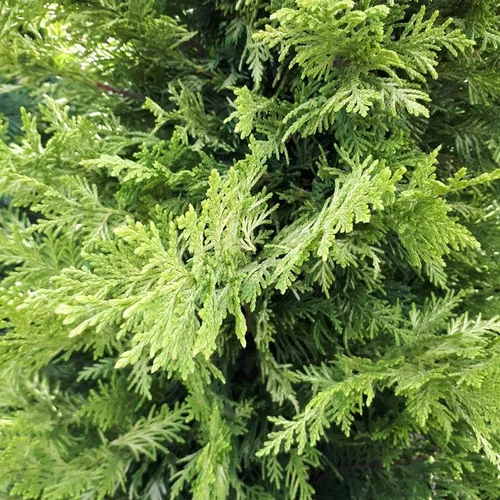 Cupressocyparis Leylandii Castlewellan Gold (Cyprès de Leyland) spirale en pot de 24 L jaune