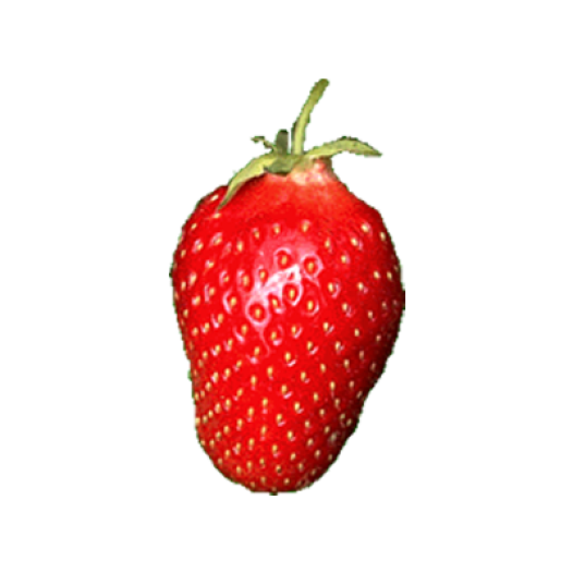 Fraisier Cigaline - 25plants - calibre B