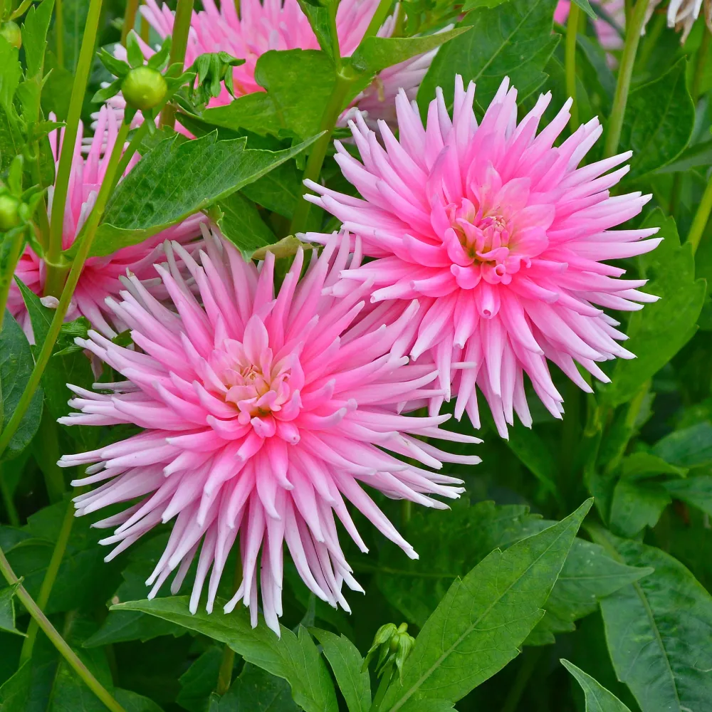 3 Dahlias cactus nain Park Princess Dahlia Park Princess