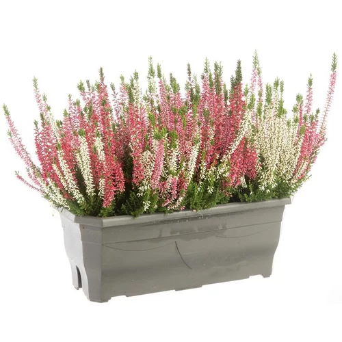 Trio de Callune ou Bruyère commune à fleurs multicolores - La jardinière de 40 cm