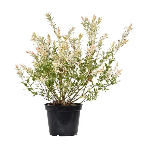 Saule Crevette (Salix integra Hakuro Nishiki). Le pot de 4 litres