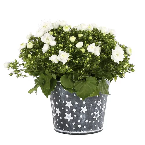Campanule - Pot zinc étoilé
