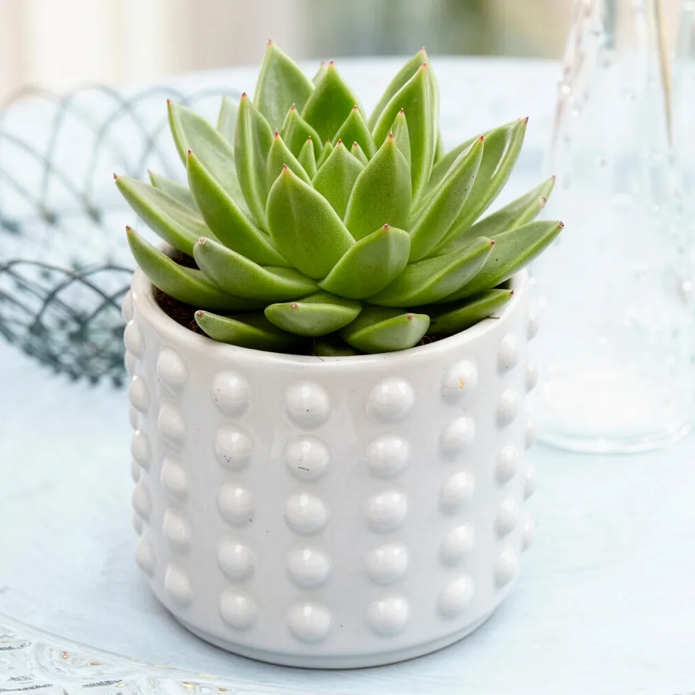 Echeveria agavoides Echeveria agavoides