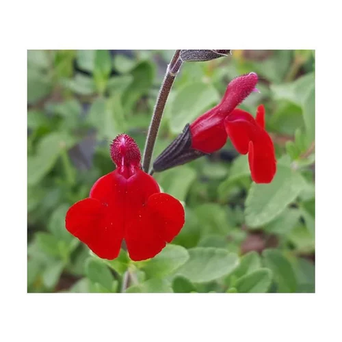 Salvia Royal Bumble - Le pot de 7,5 litres
